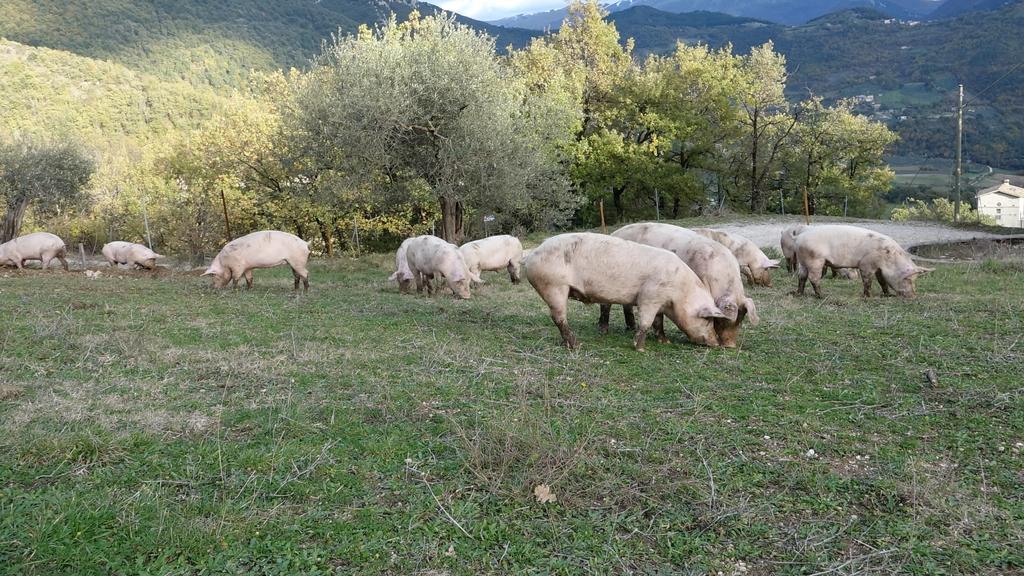 Valle Del Belvedere Spoleto Ngoại thất bức ảnh